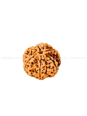6 Mukhi Nepal Rudraksha Medium