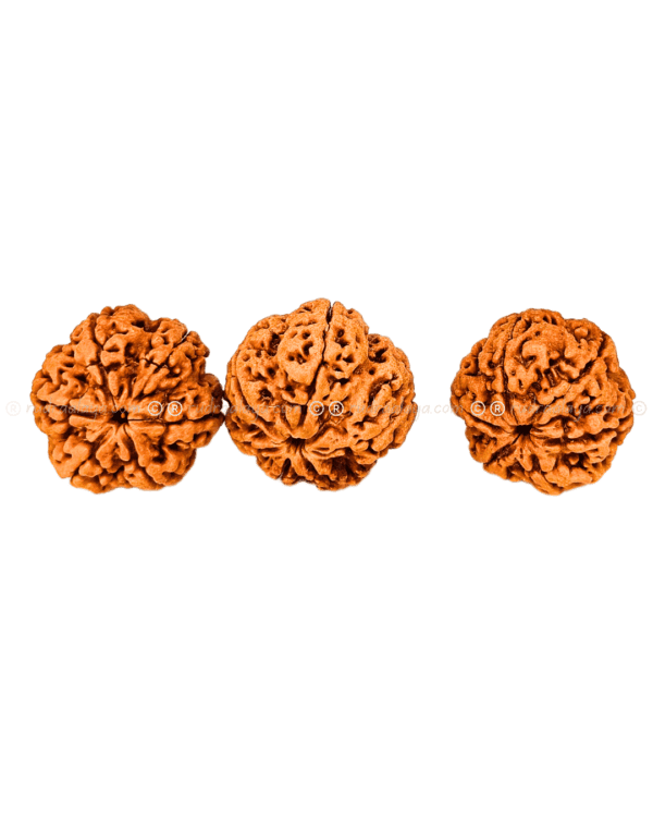 6 Mukhi Nepal Rudraksha Medium - Image 2