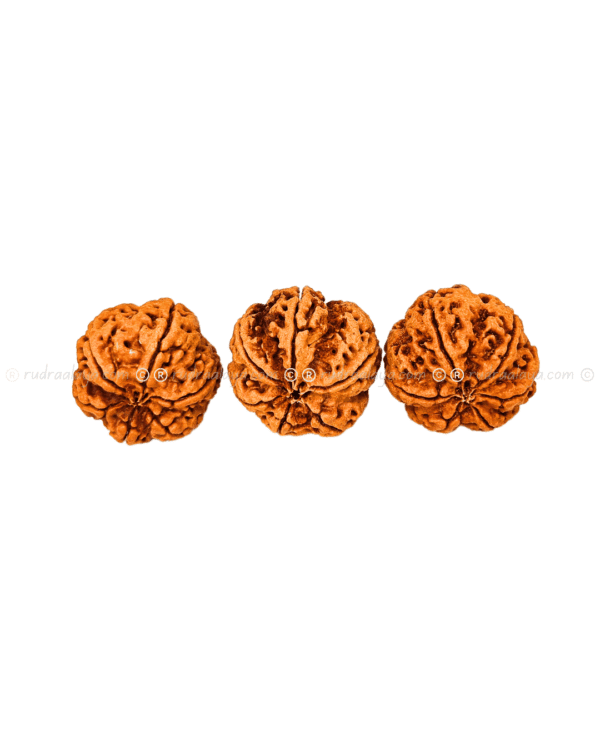 6 Mukhi Nepal Rudraksha Medium - Image 3