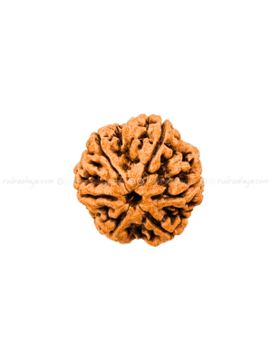 6 Mukhi Nepal Rudraksha Pathri