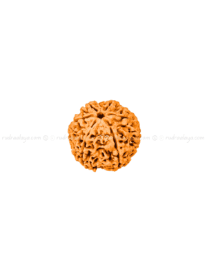 6 Mukhi Nepal Rudraksha (Big collector)
