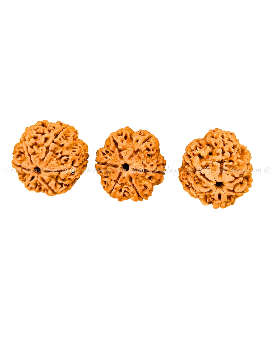 6 Mukhi Nepal Rudraksha (Big collector) - Image 2
