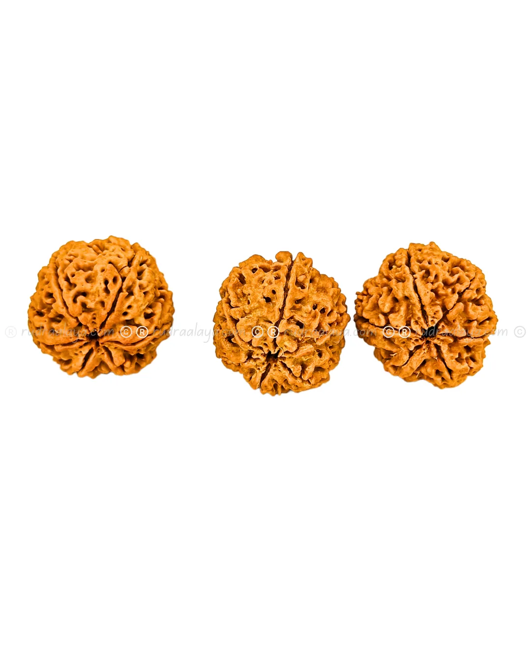 6 Mukhi Nepal Rudraksha (Big collector) - Image 3