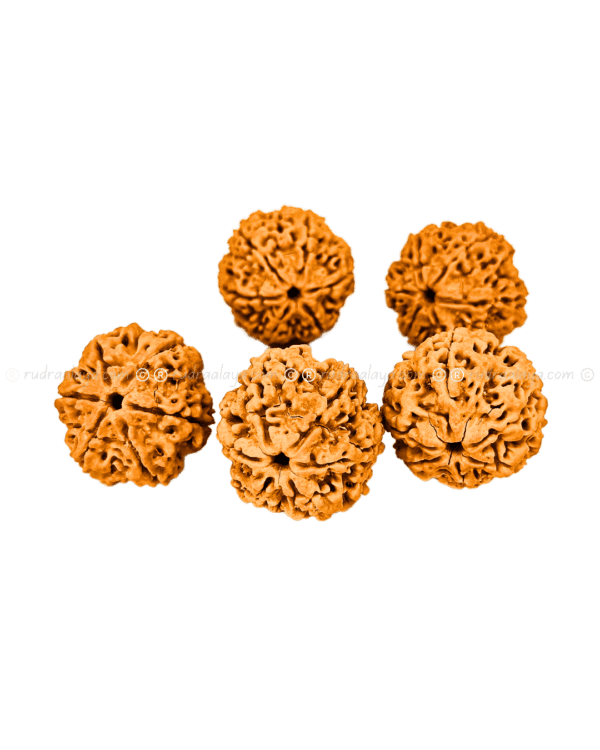 6 Mukhi Nepal Rudraksha (Big collector) - Image 4