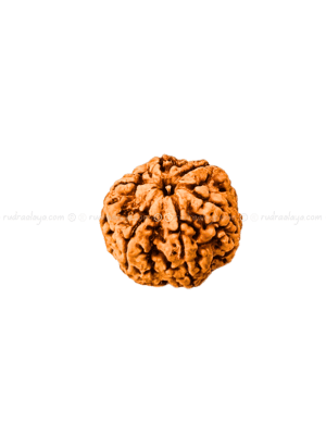 6 Mukhi Nepal Rudraksha Amla
