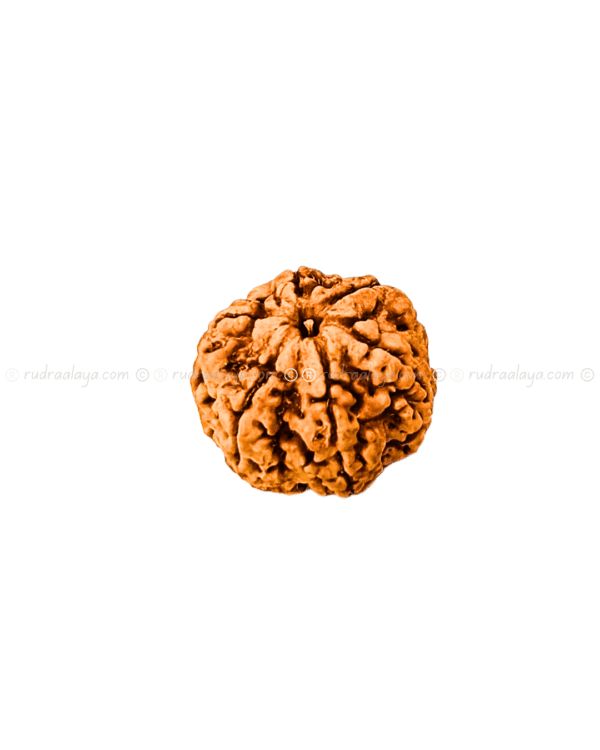 6 Mukhi Nepal Rudraksha Amla