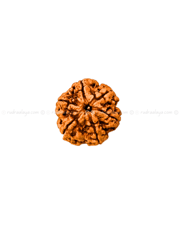 6 Mukhi Nepal Rudraksha Amla - Image 2