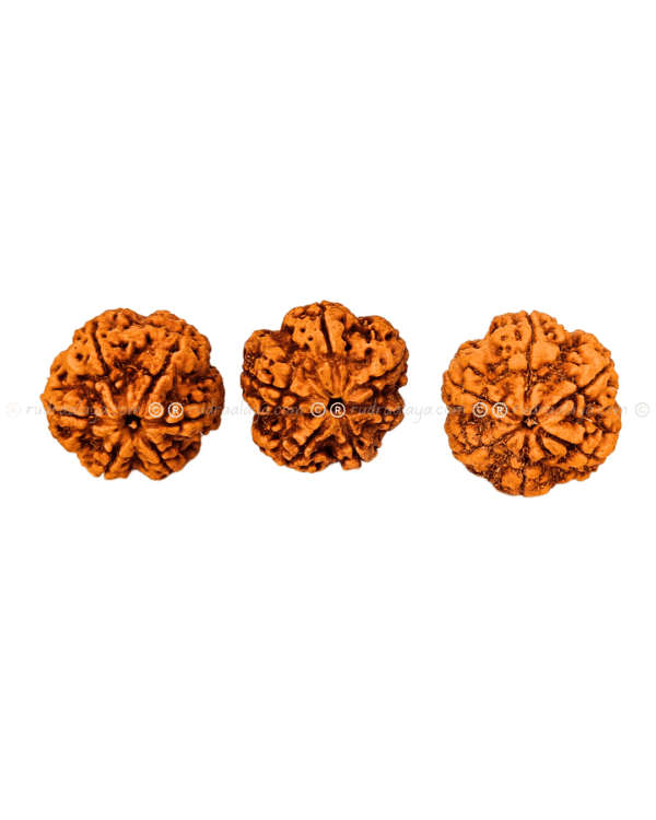 6 Mukhi Nepal Rudraksha Amla - Image 3