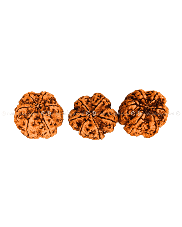 6 Mukhi Nepal Rudraksha Amla - Image 4