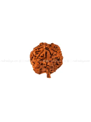 Seven (7/ Saat) Mukhi Ganesh Nepali Rudraksha - Amla - Pathari - Medium Collector