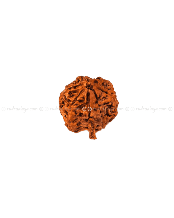 Seven (7/ Saat) Mukhi Ganesh Nepali Rudraksha - Amla - Pathari - Medium Collector