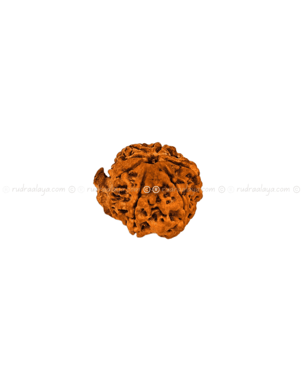 Seven (7/ Saat) Mukhi Ganesh Nepali Rudraksha - Amla - Pathari - Medium Collector - Image 4
