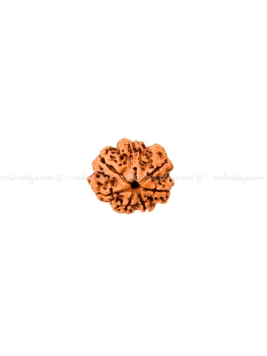 Seven (Saat/7) Mukhi Nepali Rudraksha - Big Collector