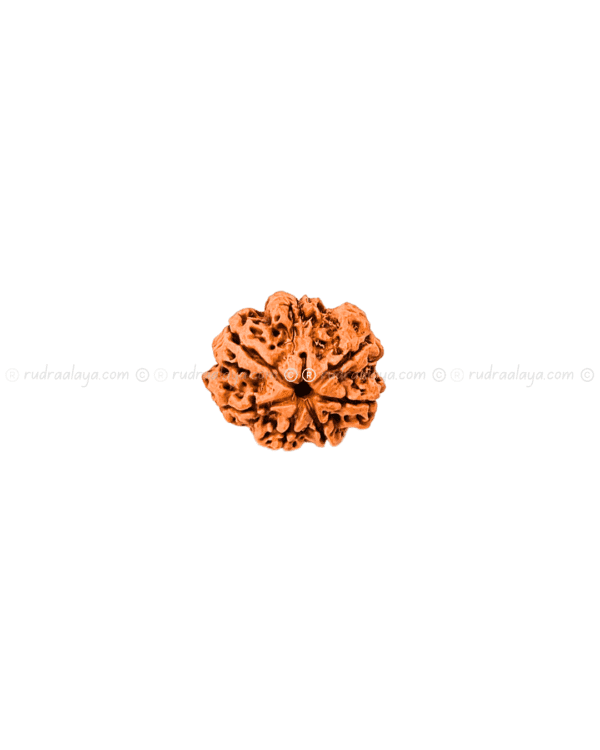 Seven (Saat/7) Mukhi Nepali Rudraksha - Big Collector
