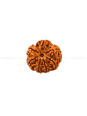 Seven (Saat/7) Mukhi Nepali Rudraksha - Small