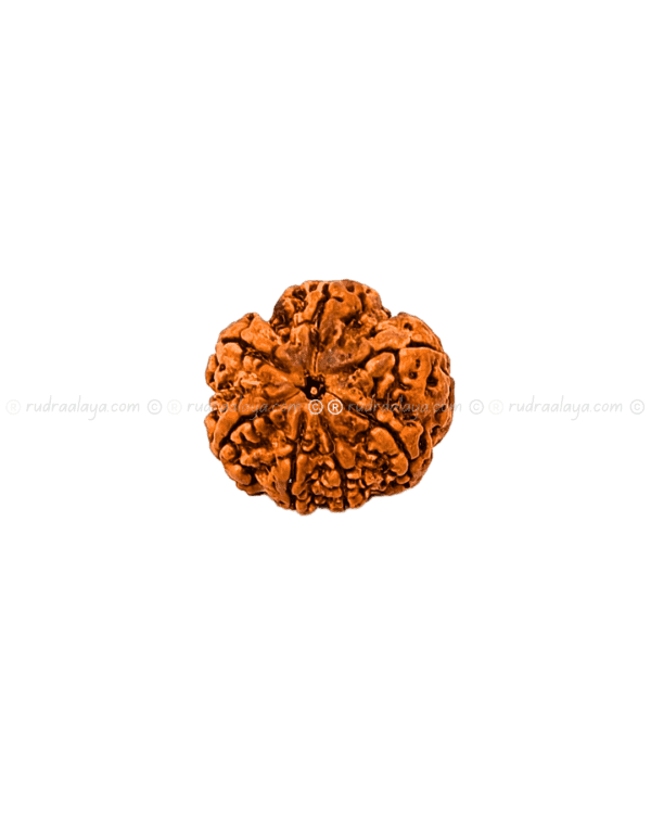 Seven (Saat/7) Mukhi Nepali Rudraksha - Small