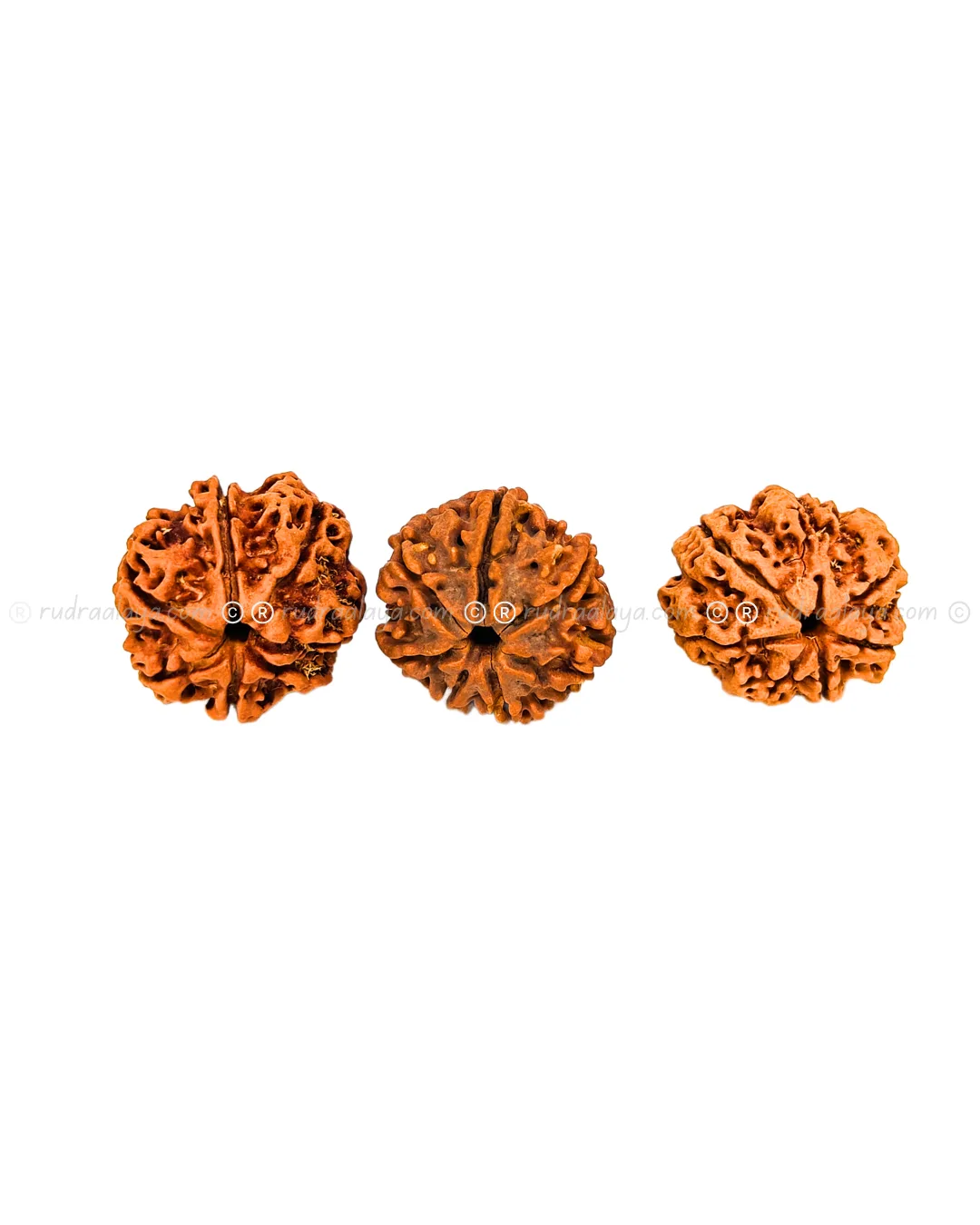 Seven (Saat/7) Mukhi Nepali Rudraksha - Big Collector - Image 2
