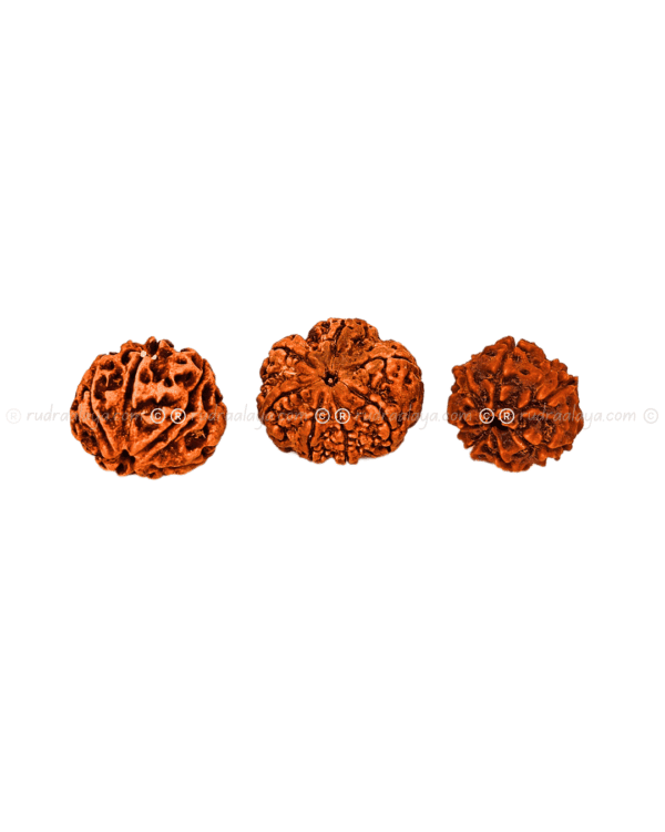 Seven (Saat/7) Mukhi Nepali Rudraksha - Small - Image 2