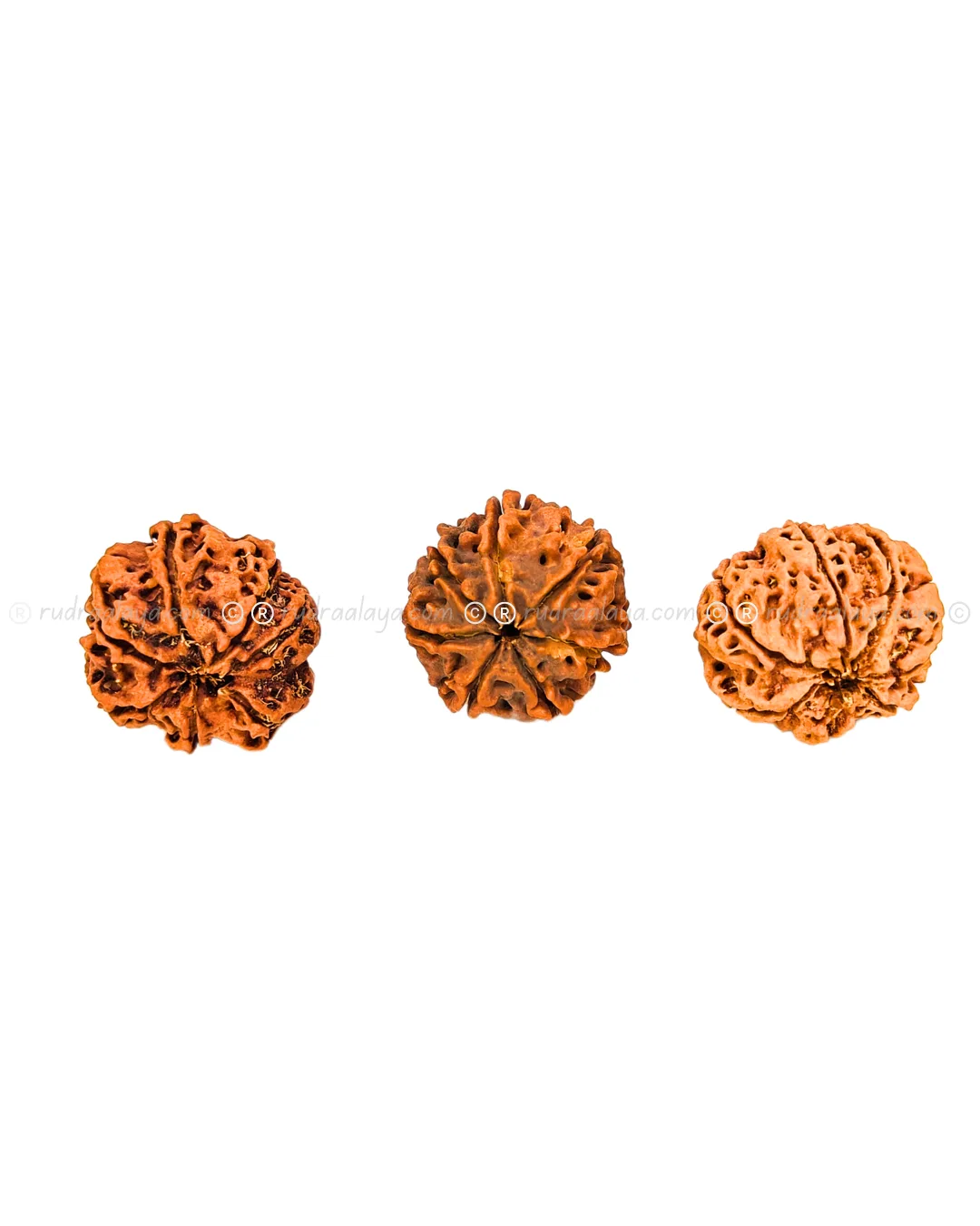 Seven (Saat/7) Mukhi Nepali Rudraksha - Big Collector - Image 3