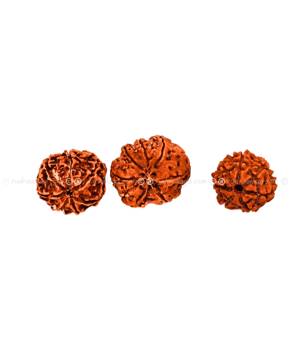 Seven (Saat/7) Mukhi Nepali Rudraksha - Small - Image 3