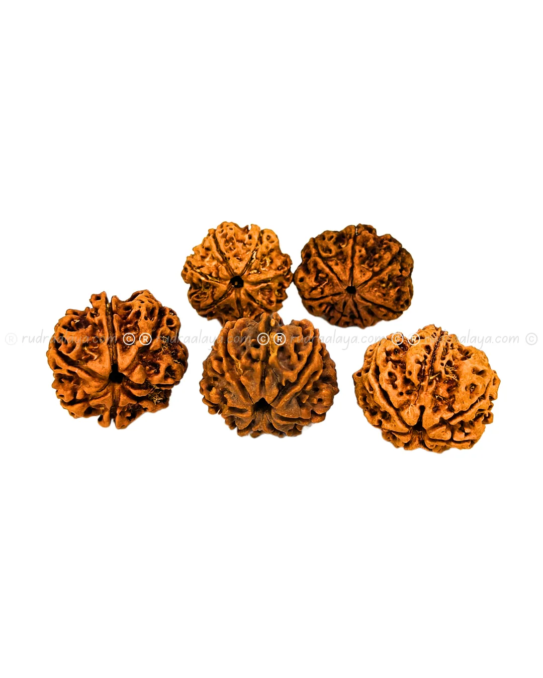 Seven (Saat/7) Mukhi Nepali Rudraksha - Big Collector - Image 4
