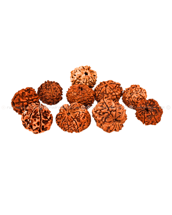 Seven (Saat/7) Mukhi Nepali Rudraksha - Small - Image 4