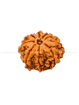 Nine (Nau/9) Mukhi Nepali Rudraksha - Medium