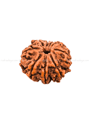 Nine (Nau/9) Mukhi Nepali Rudraksha - Premium Round Collector