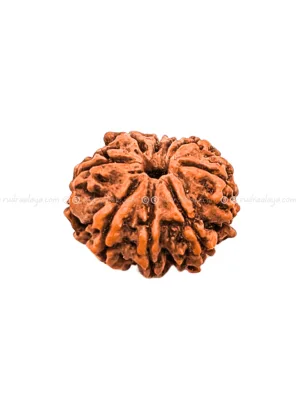 Nine (Nau/9) Mukhi Nepali Rudraksha - Premium Round Collector