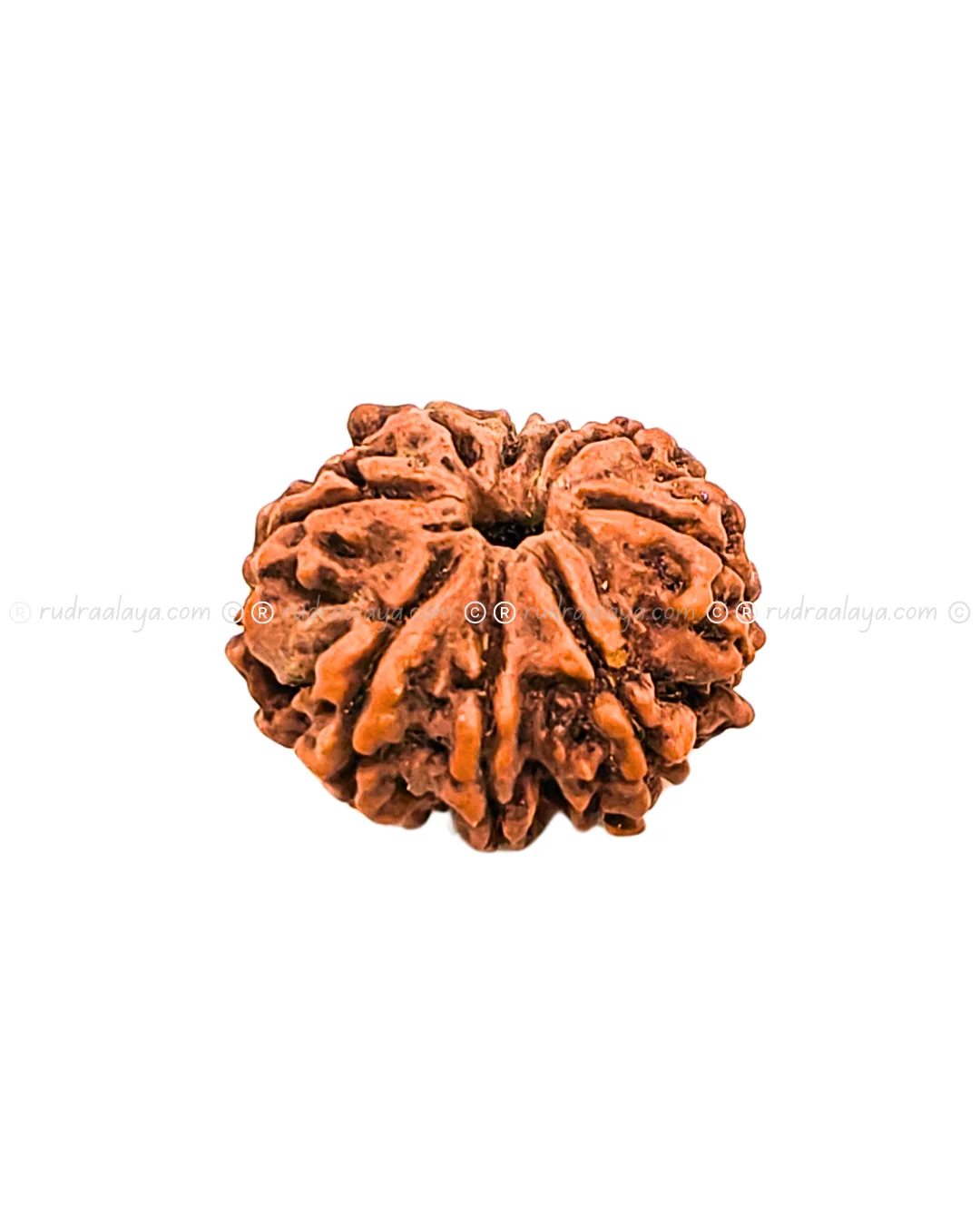 Nine (Nau/9) Mukhi Nepali Rudraksha - Premium Round Collector