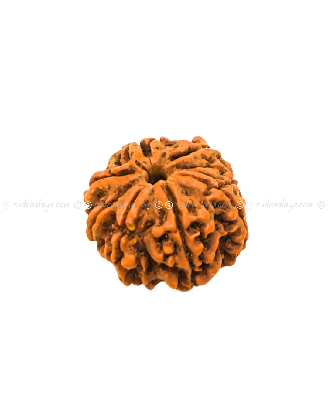 Nine (Nau/9) Mukhi Nepali Rudraksha - Premium Round Collector - Image 2