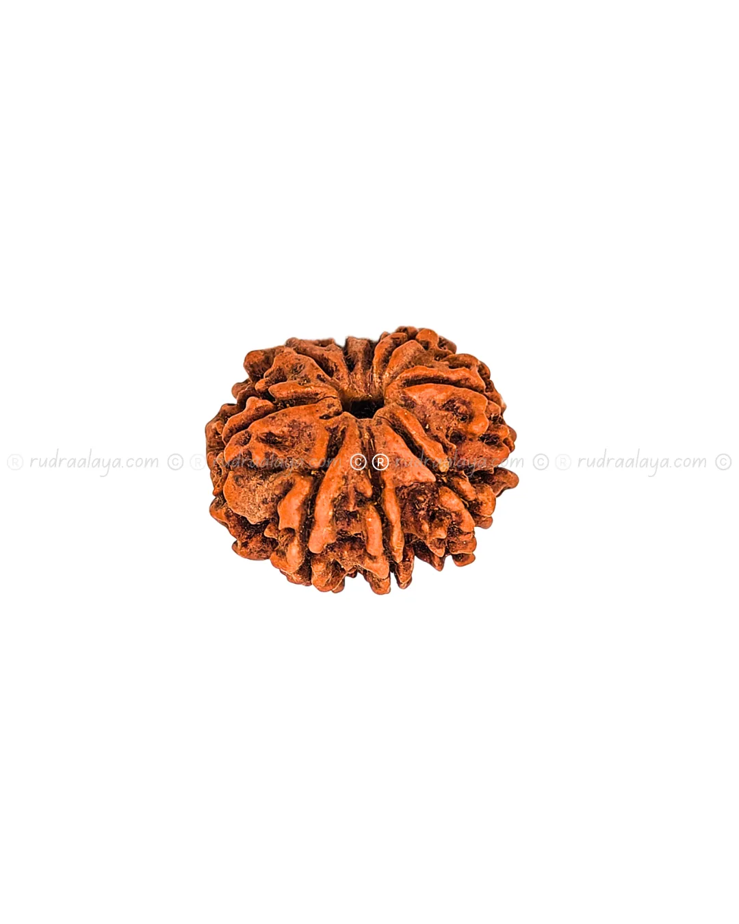 Nine (Nau/9) Mukhi Nepali Rudraksha - Premium Round Collector - Image 3