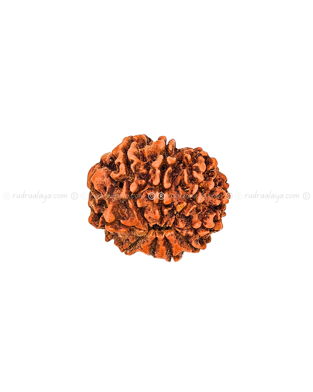 Nine (Nau/9) Mukhi Nepali Rudraksha - Premium Round Collector - Image 4