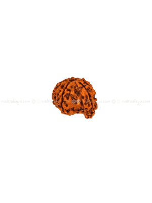 Ganesh Mukhi Nepali Rudraksha - Amla - Pathari - Medium Collector