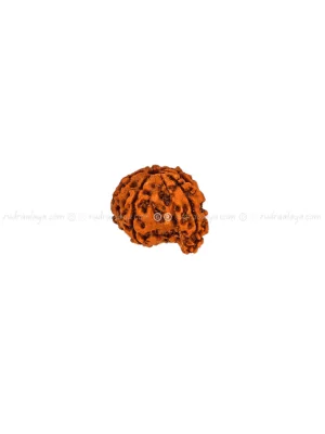 Ganesh Mukhi Nepali Rudraksha - Amla - Pathari - Medium Collector