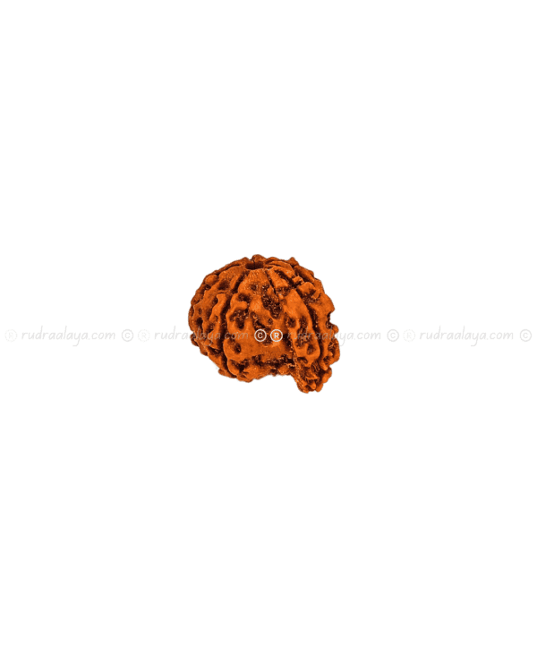 Ganesh Mukhi Nepali Rudraksha - Amla - Pathari - Medium Collector