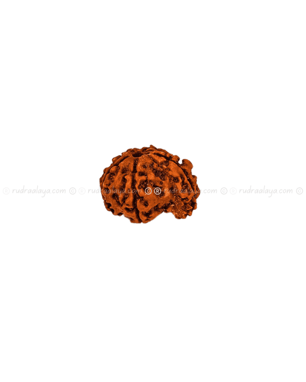 Ganesh Mukhi Nepali Rudraksha - Amla - Pathari - Medium Collector - Image 2