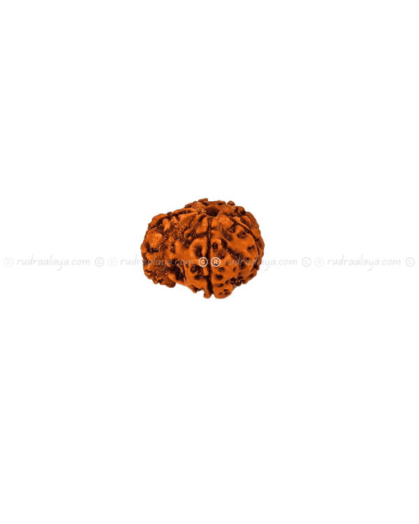 Ganesh Mukhi Nepali Rudraksha - Amla - Pathari - Medium Collector - Image 3