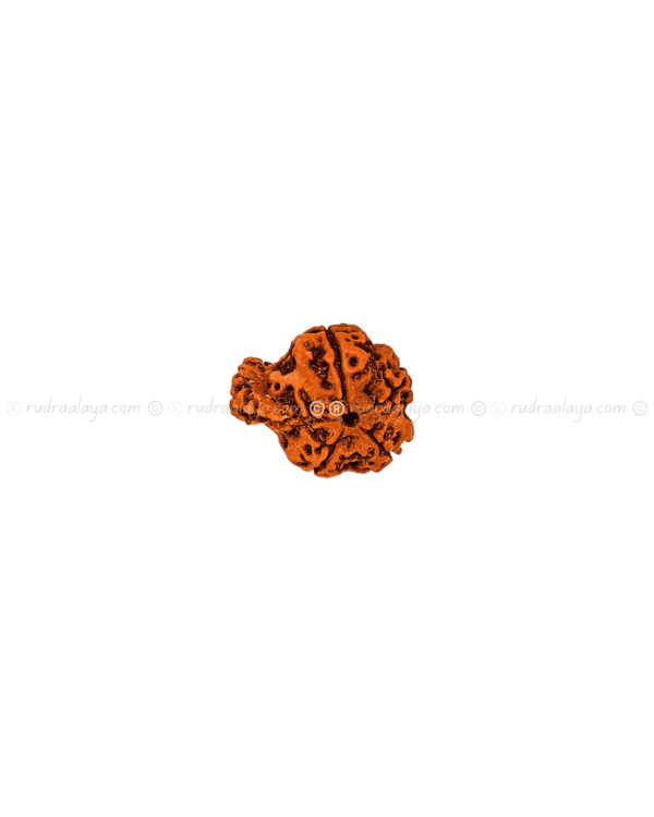 Ganesh Mukhi Nepali Rudraksha - Amla - Pathari - Medium Collector - Image 5