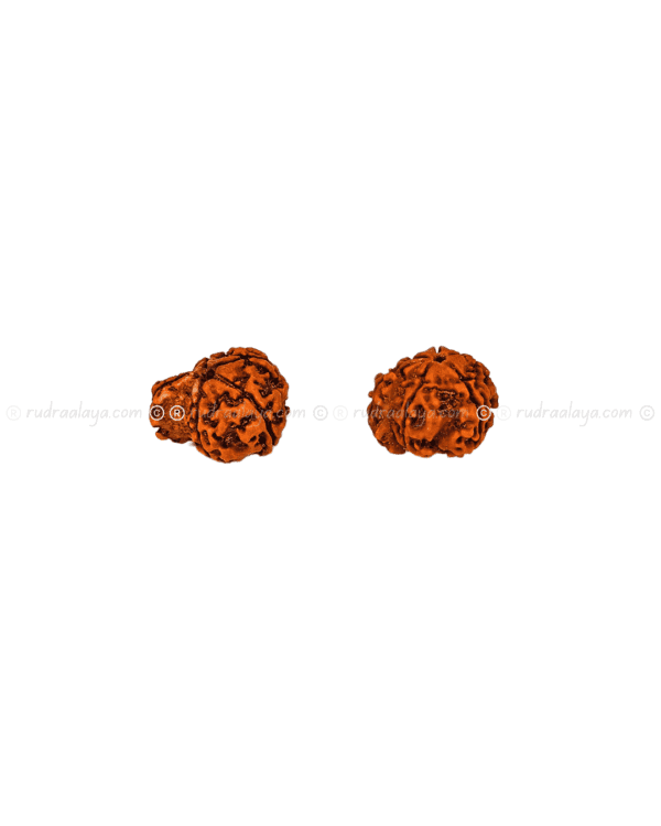 Ganesh Mukhi Nepali Rudraksha - Amla - Pathari - Medium Collector - Image 6
