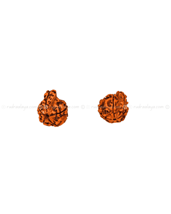 Ganesh Mukhi Nepali Rudraksha - Amla - Pathari - Medium Collector - Image 8
