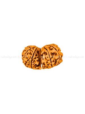 11 Mukhi Gauri Shankar (with twin Ganesh) Nepali Rudraksha - Rare