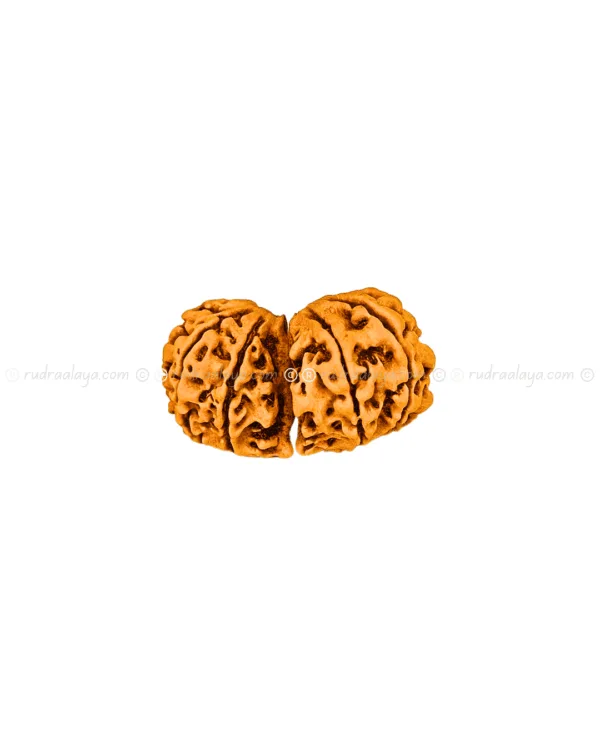 11 Mukhi Gauri Shankar (with twin Ganesh) Nepali Rudraksha - Rare