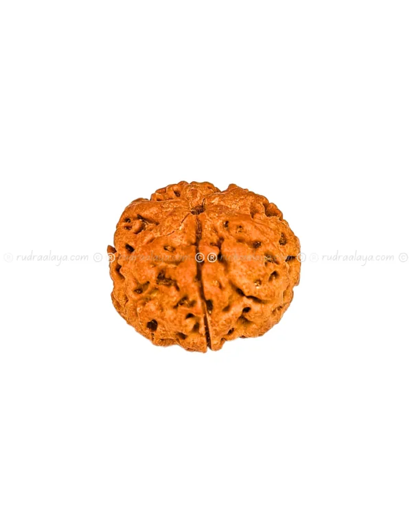 One (1/ Ek) Mukhi Nepali Rudraksha (Annamukhi Underdeveloped) (round shaped) - Image 2