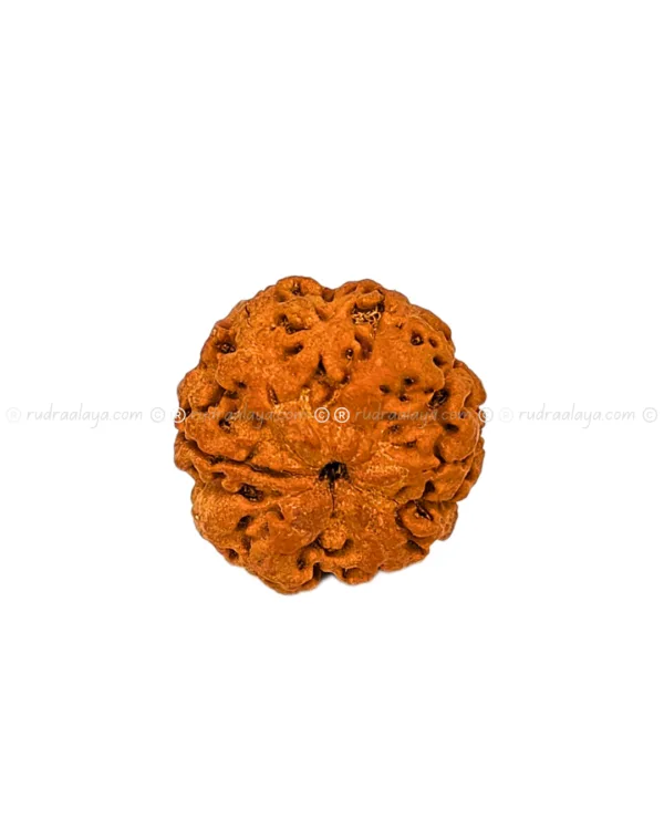 One (1/ Ek) Mukhi Nepali Rudraksha (Annamukhi Underdeveloped) (round shaped) - Image 3
