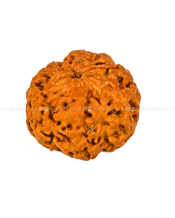 One (1/ Ek) Mukhi Nepali Rudraksha (Annamukhi Underdeveloped) (round shaped) - Image 4