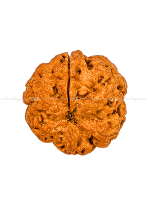 One (1/ Ek) Mukhi Nepali Rudraksha (Annamukhi Underdeveloped) (round shaped)