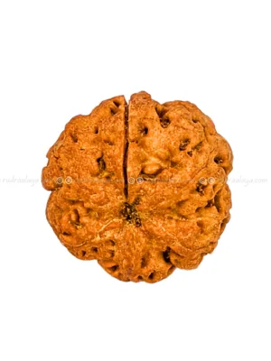 One (1/ Ek) Mukhi Nepali Rudraksha (Annamukhi Underdeveloped) (round shaped)