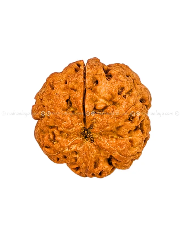 One (1/ Ek) Mukhi Nepali Rudraksha (Annamukhi Underdeveloped) (round shaped)