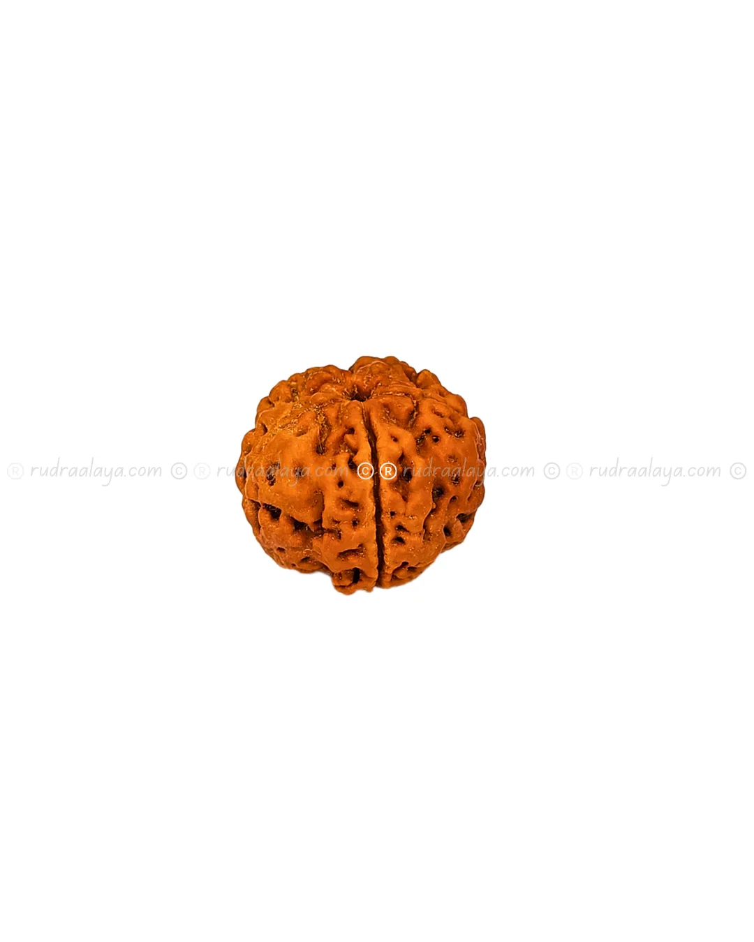 One (1/ Ek) Mukhi Nepali Rudraksha (Annamukhi Underdeveloped) (round shaped) - Image 6